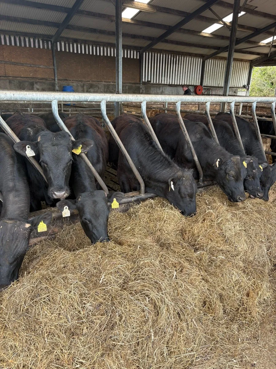 AA Bullocks - Image 3