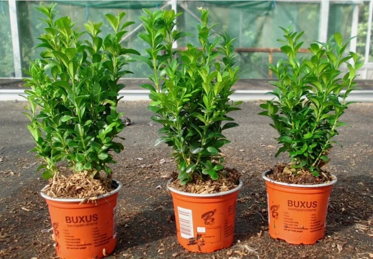 Box hedging plants - Image 1