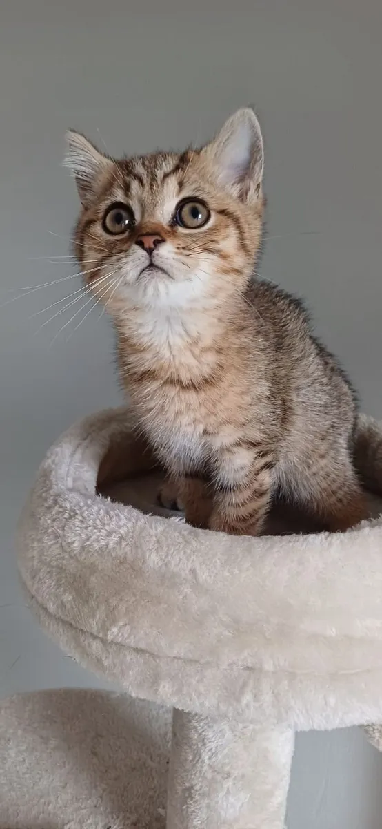 British shorthair kittens 🥰 - Image 3