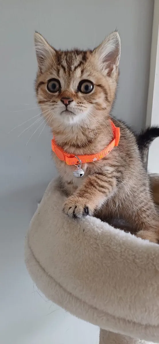 British shorthair kittens 🥰 - Image 4