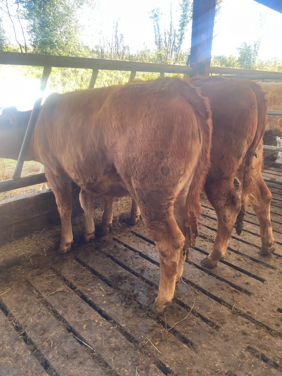 Organic Heifers - Image 3