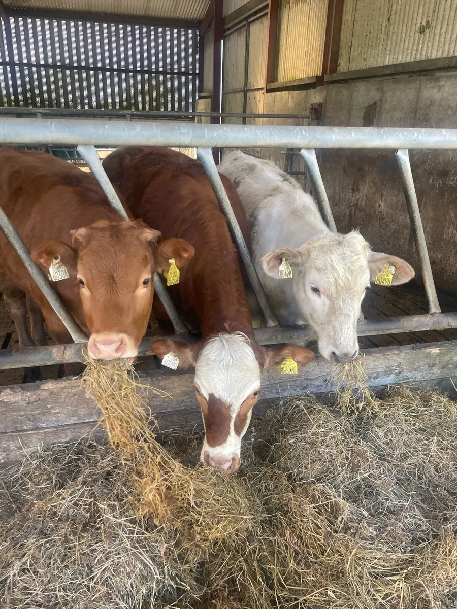 Organic Heifers - Image 1