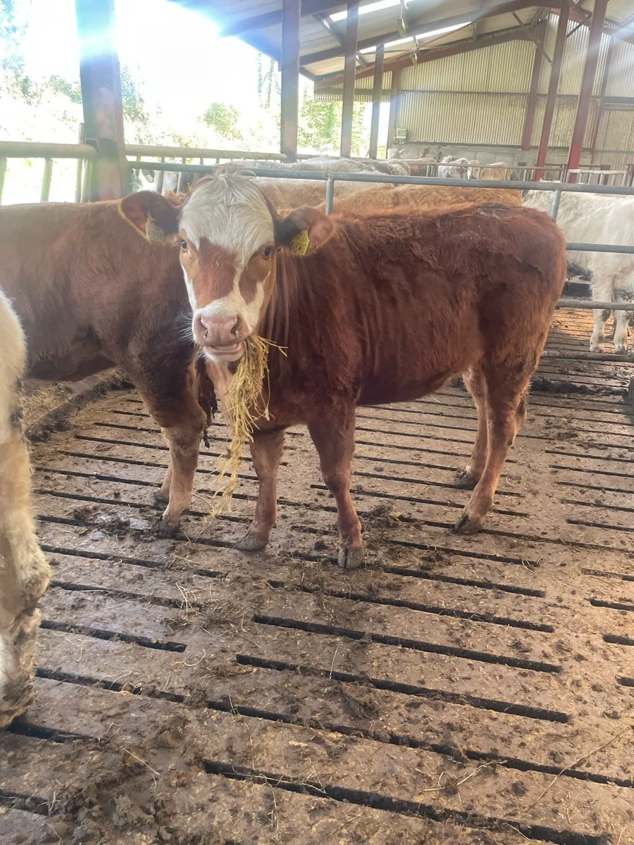 Organic Heifers - Image 2