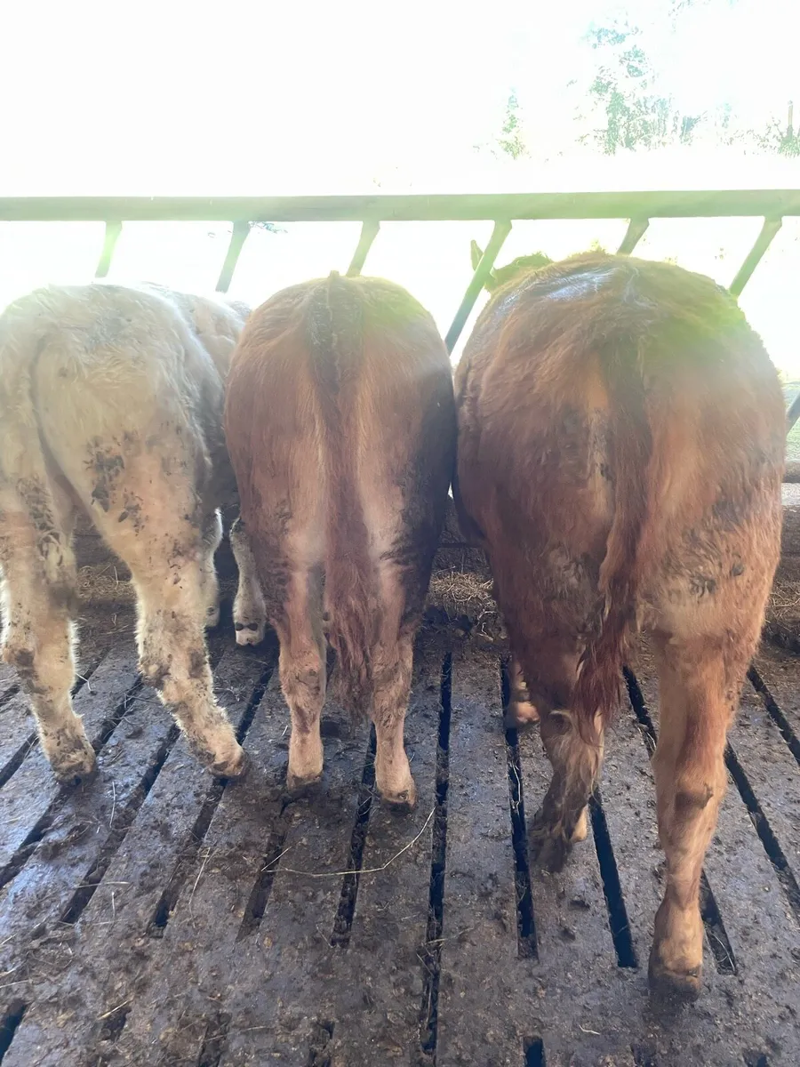 Organic Heifers - Image 4