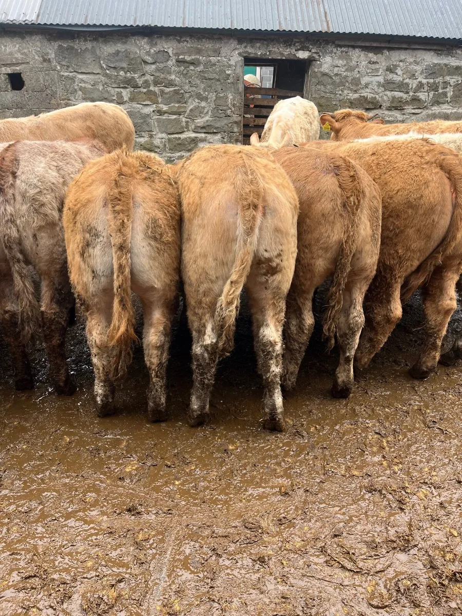 18 super weanling heifers - Image 1