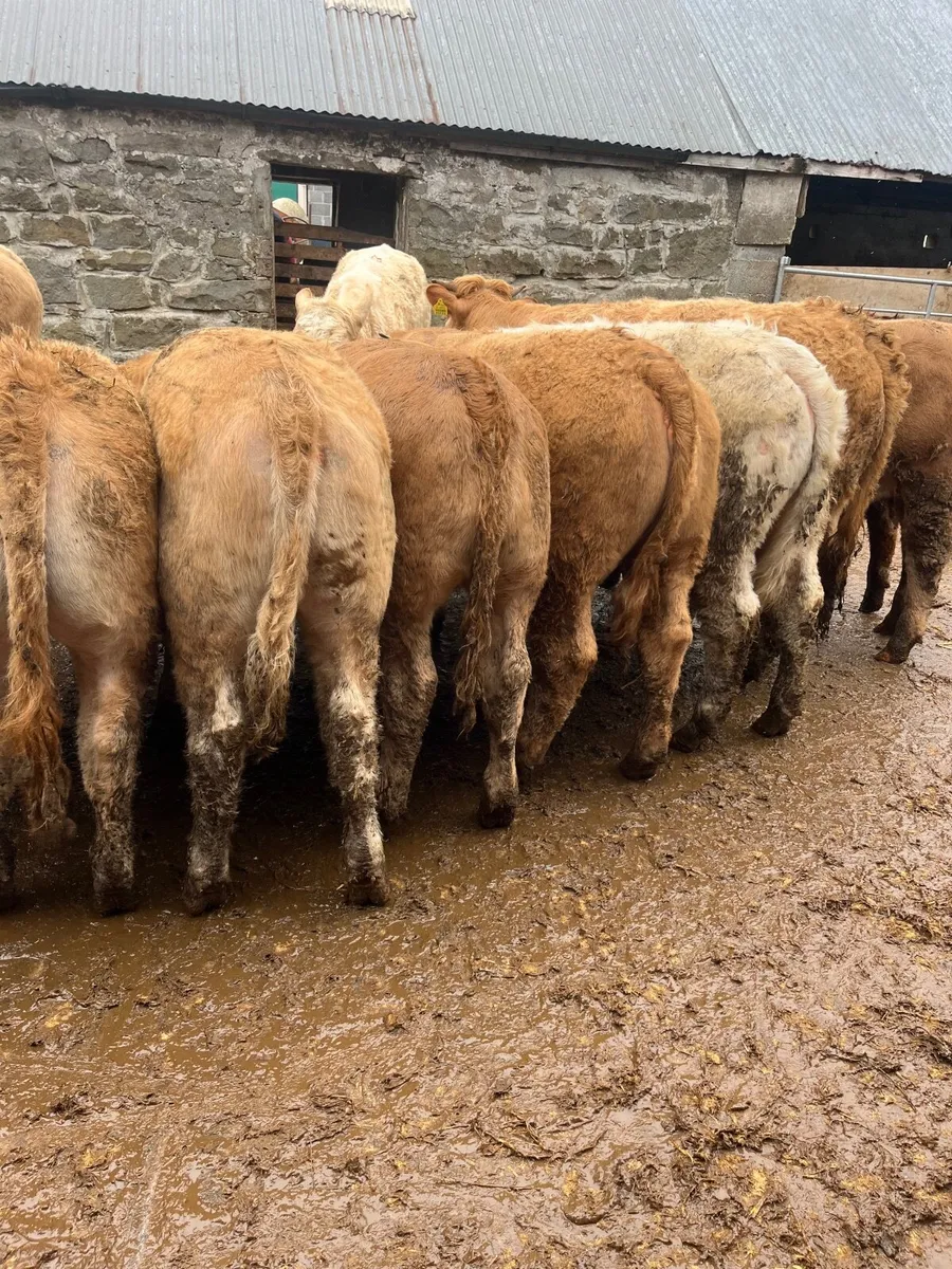 18 super weanling heifers - Image 2