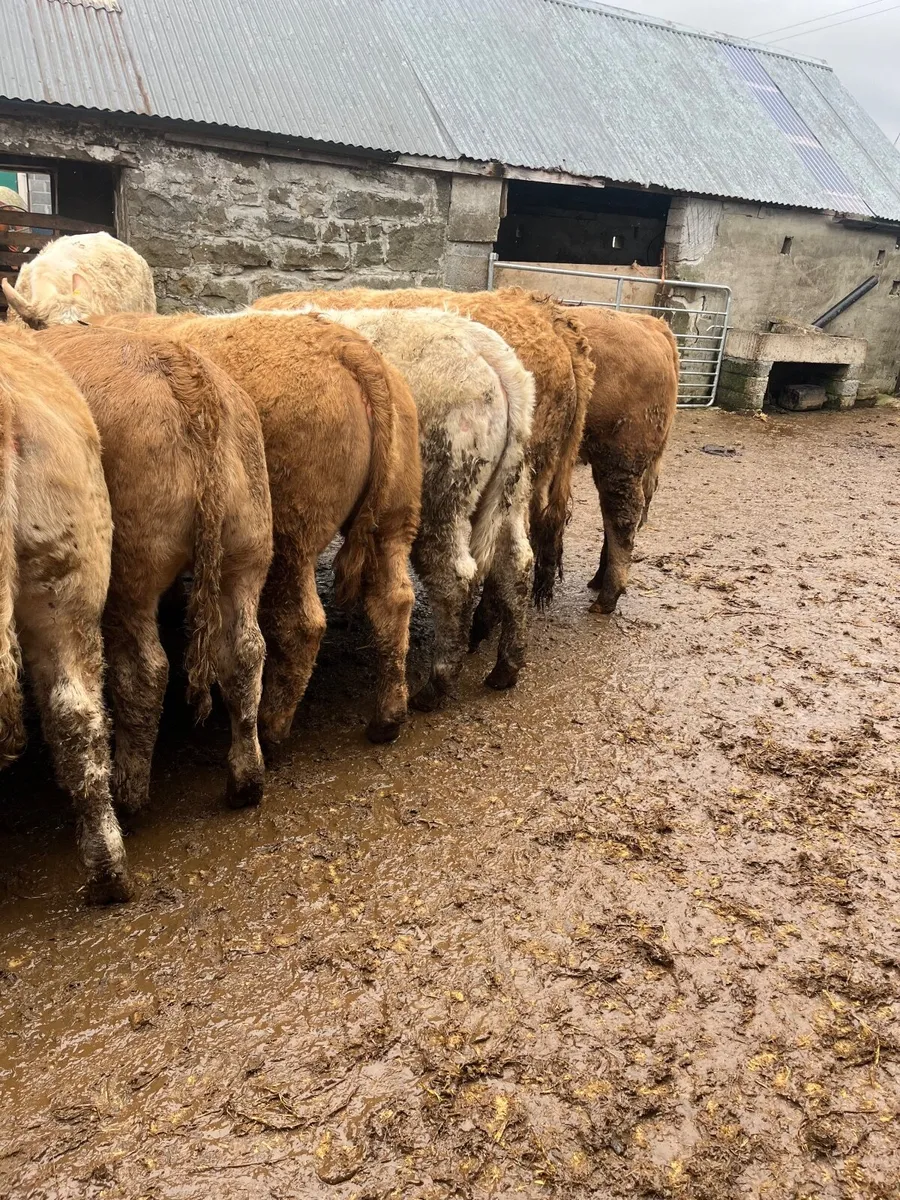 18 super weanling heifers - Image 3