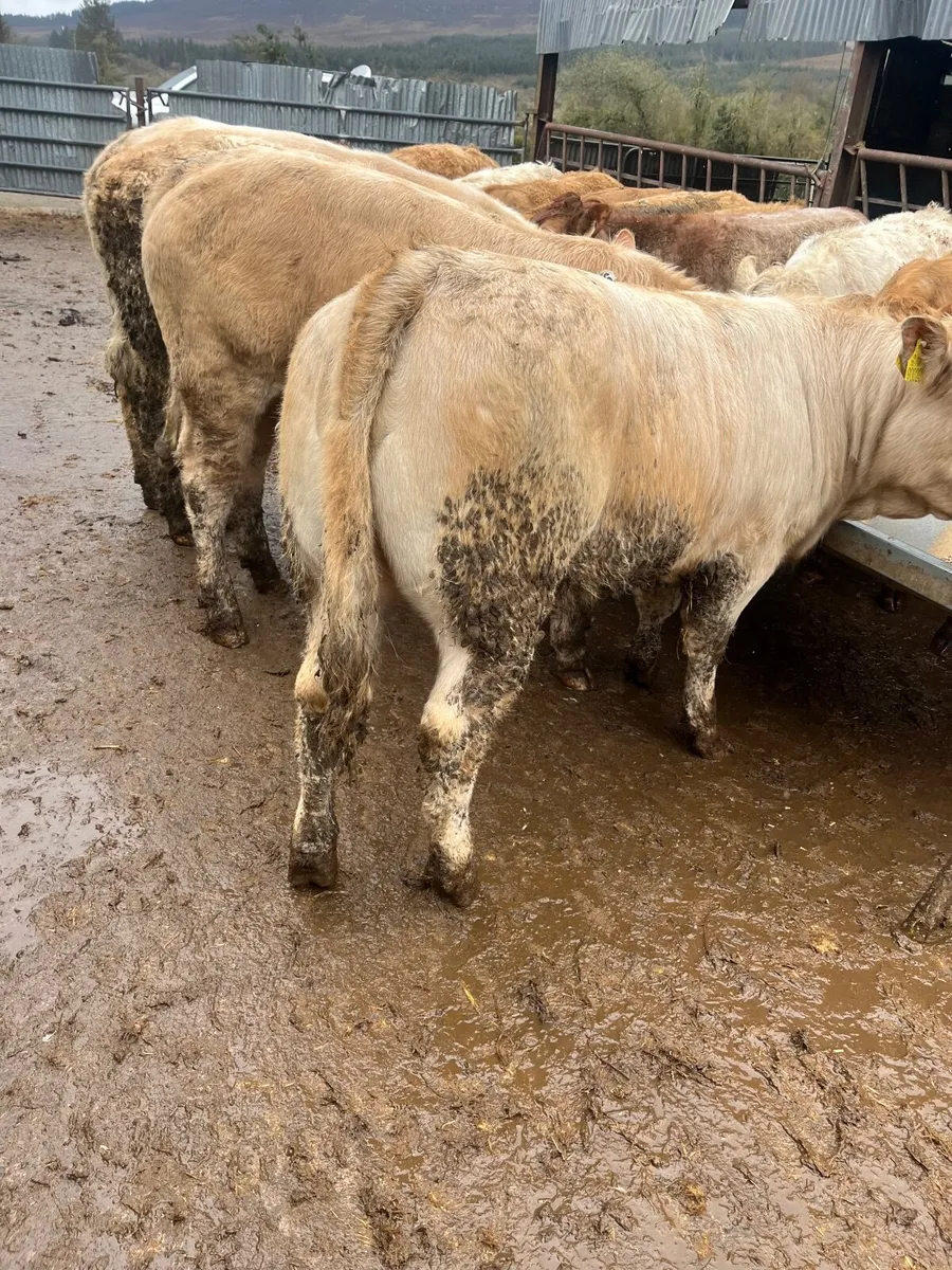 18 super weanling heifers - Image 4