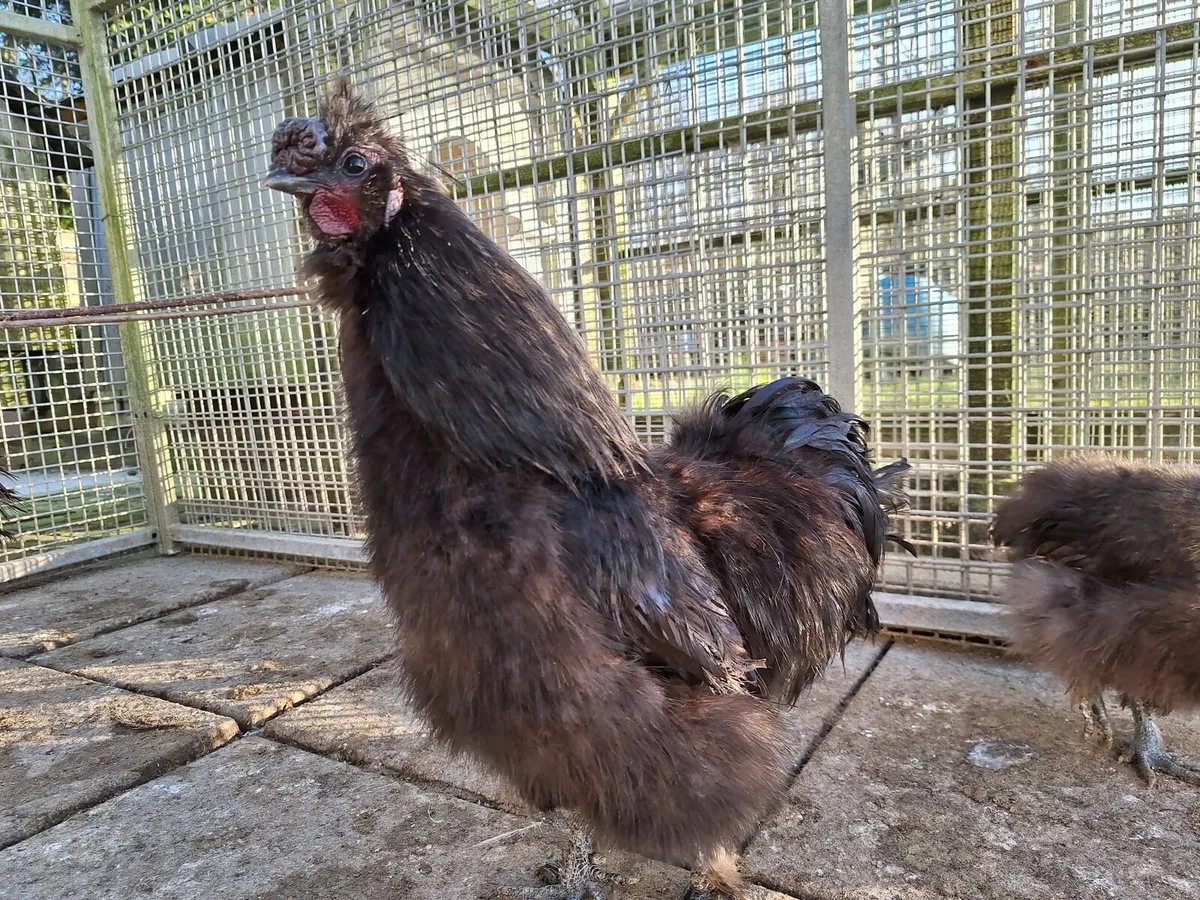 Silkie Bantam Eggs - Image 4