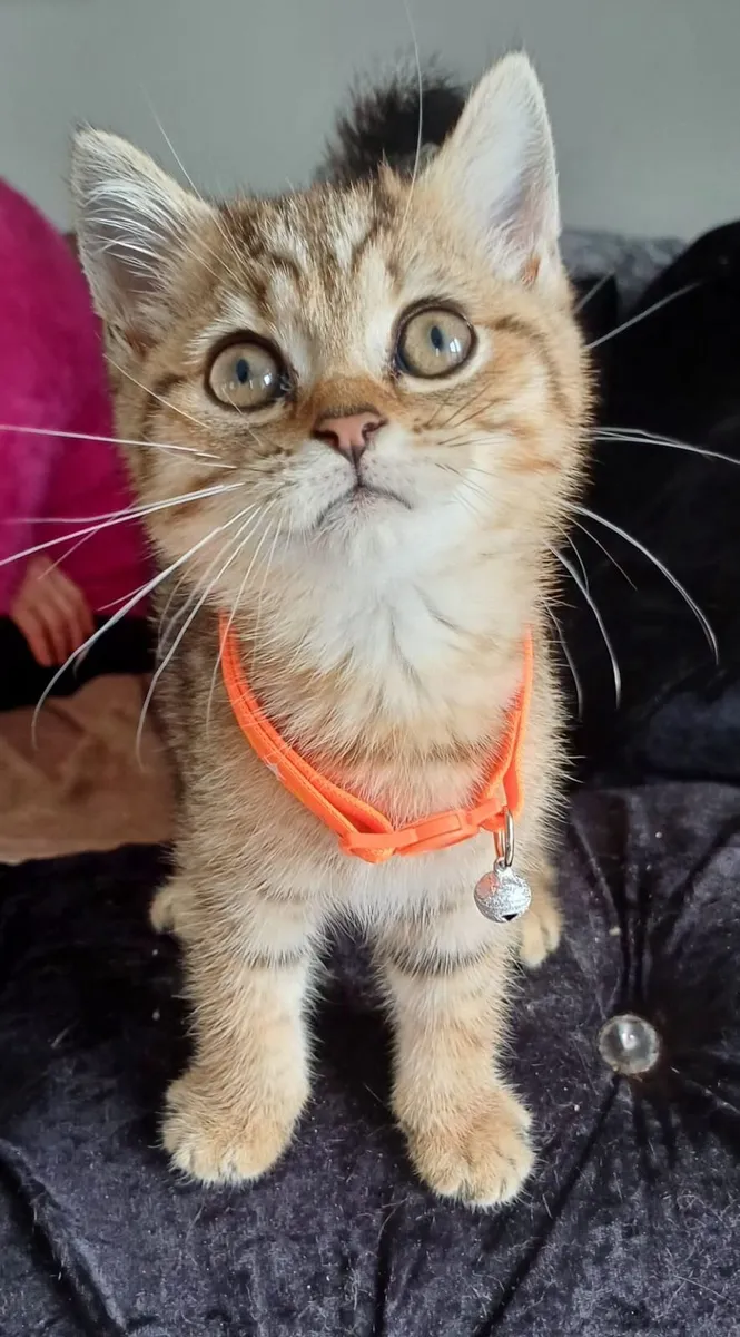 British shorthair kittens 🥰 - Image 2