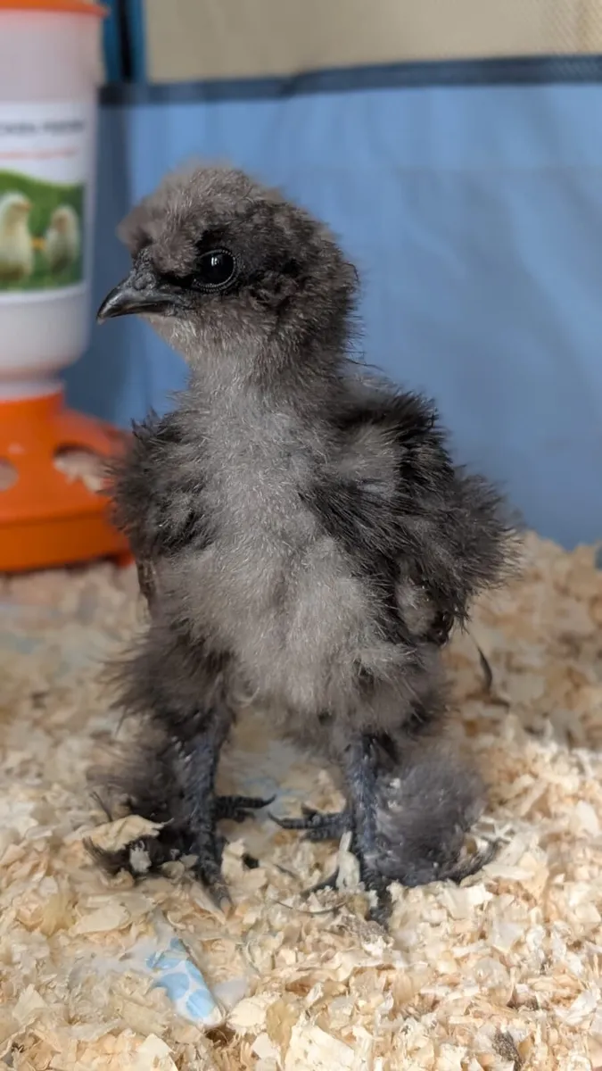 Silkie Bantam Eggs - Image 3