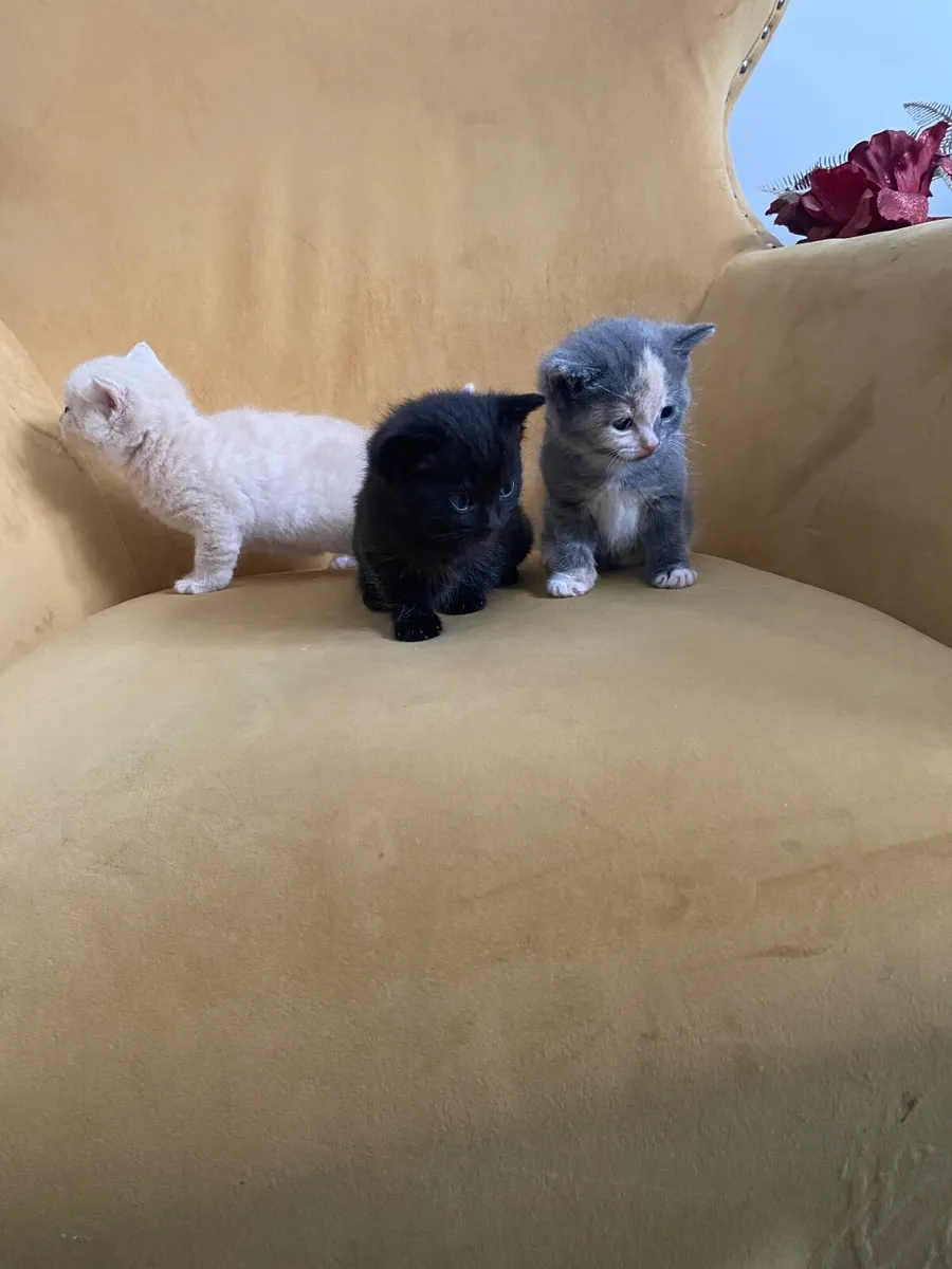 Kittens - Image 3