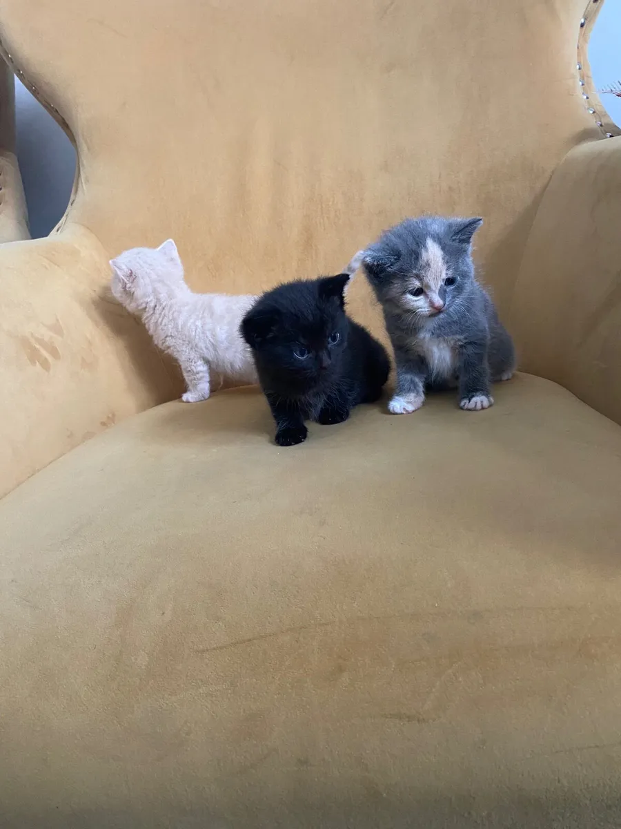 Kittens - Image 4