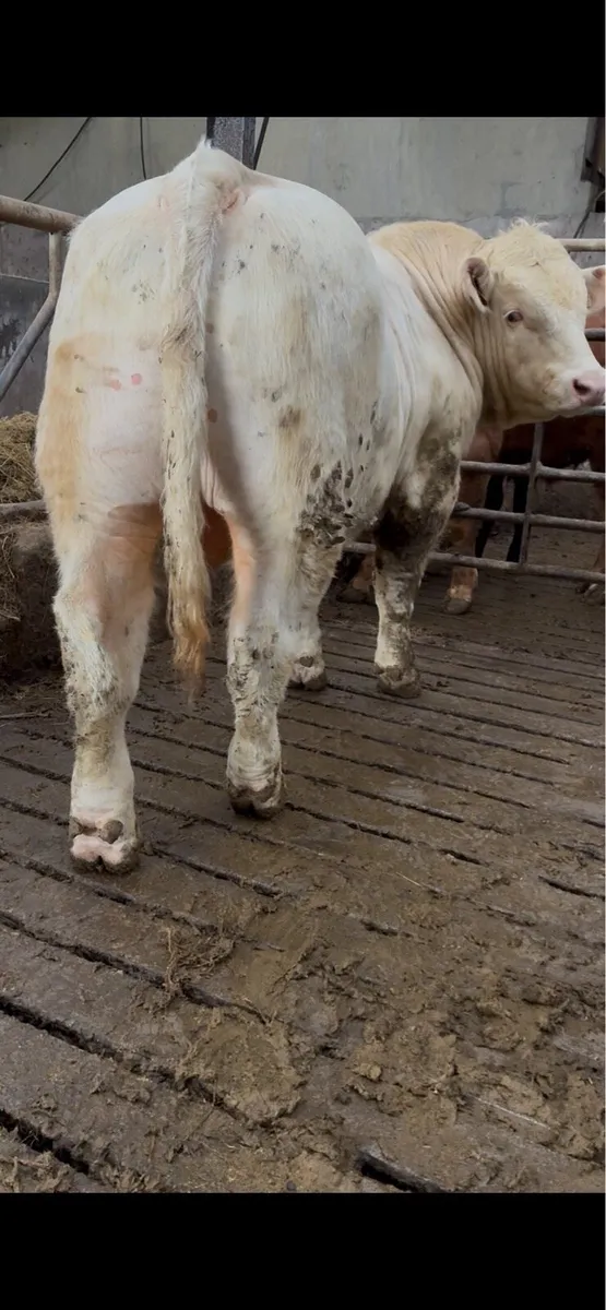Six P.B Charolais Bulls - Image 1