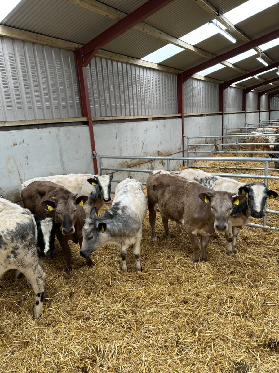 Blue and Charolais heifers - Image 4