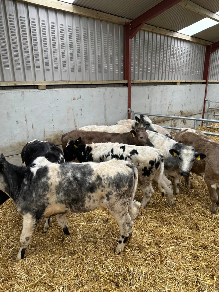 Blue and Charolais heifers - Image 2
