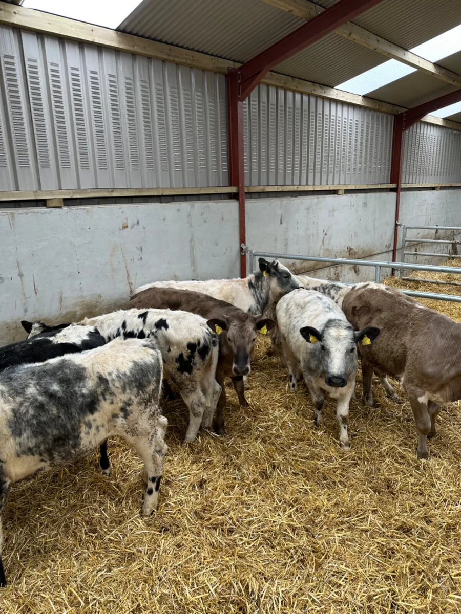 Blue and Charolais heifers - Image 1