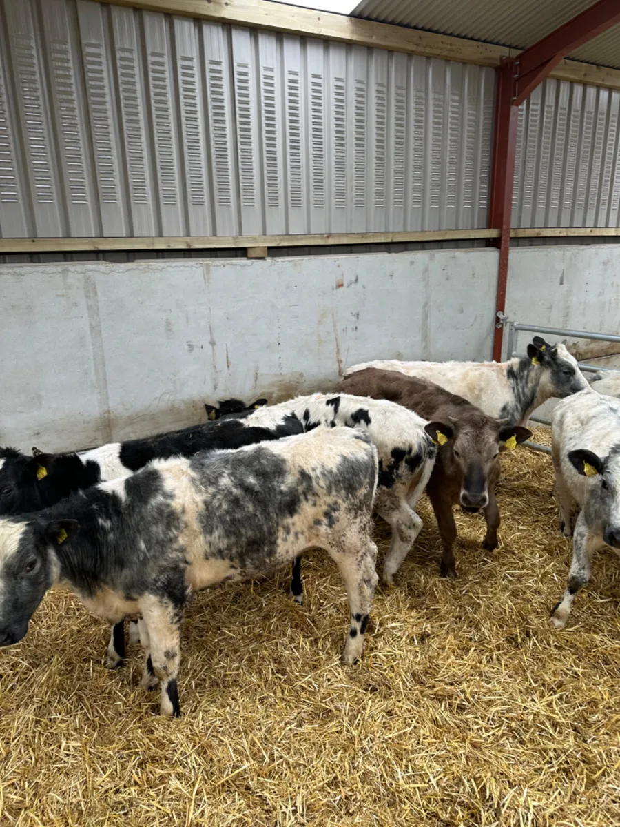 Blue and Charolais heifers - Image 3