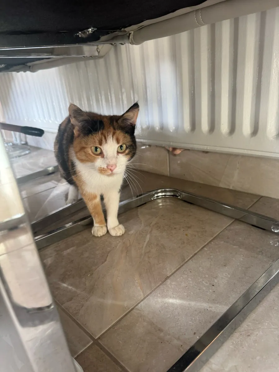 Beautiful friendly cats - Image 2