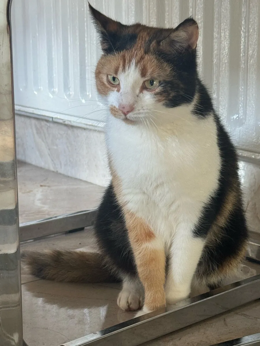 Beautiful friendly cats - Image 1