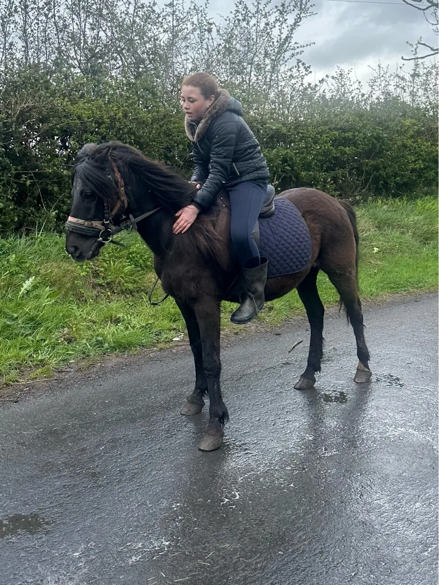 Beginner’s Pony - Image 1