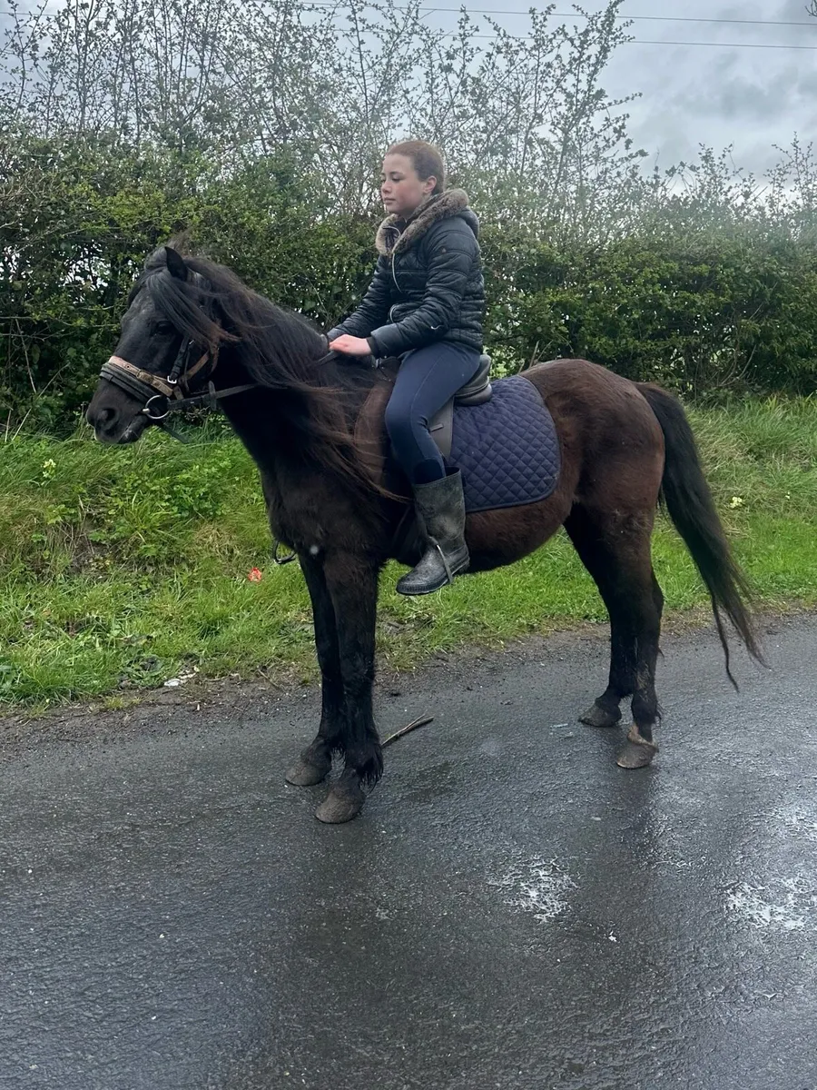 Beginner’s Pony - Image 2