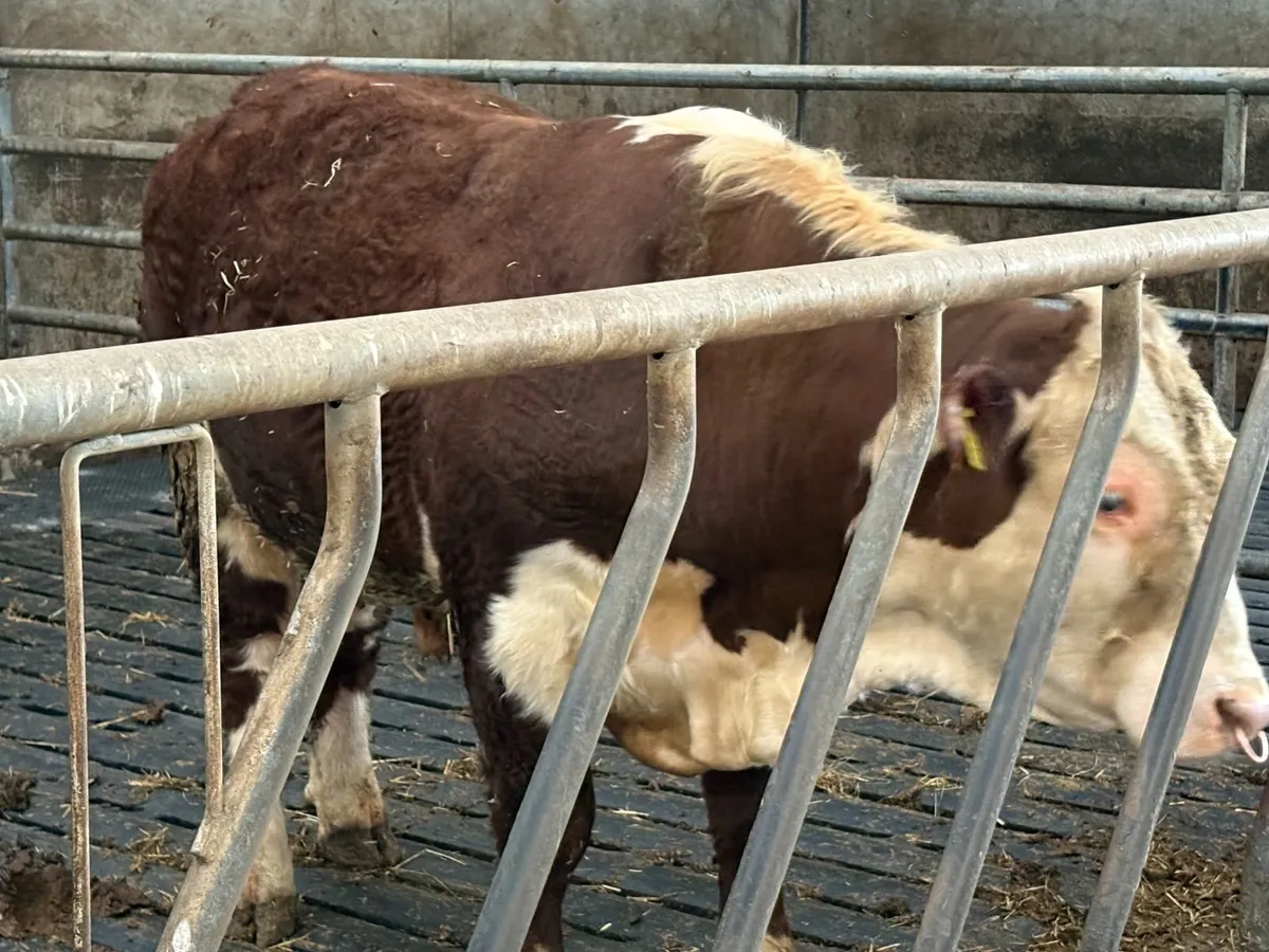 Pedigree Hereford Bull - Image 1