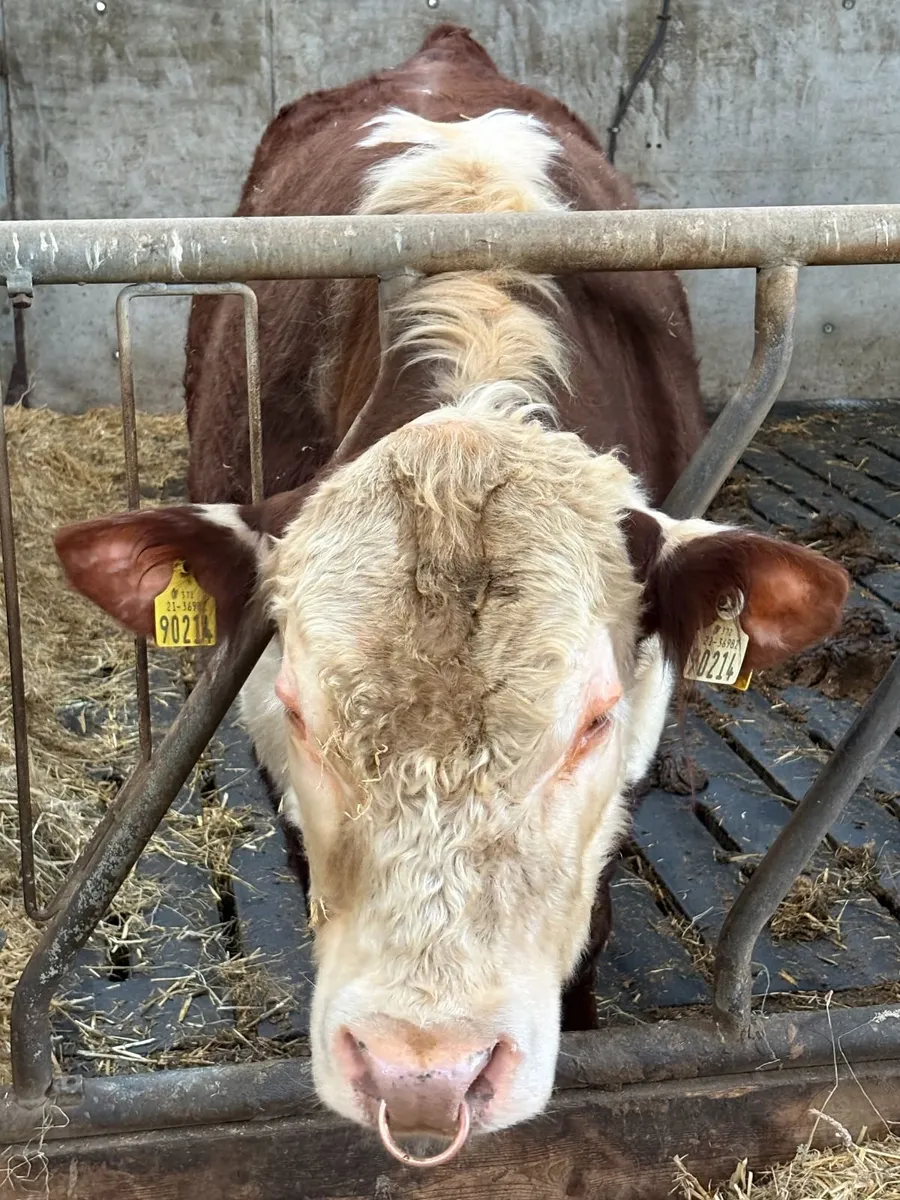 Pedigree Hereford Bull - Image 2