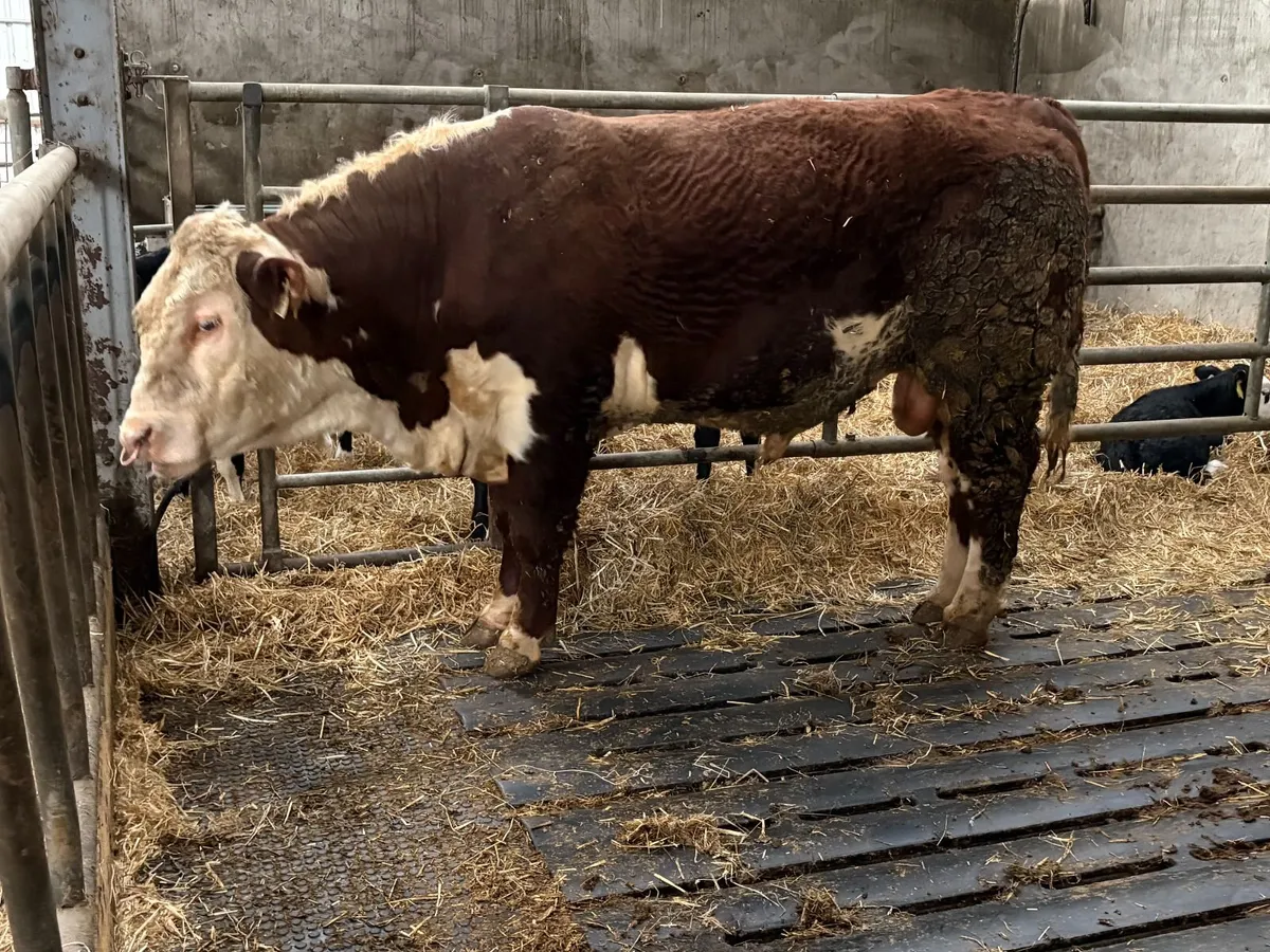 Pedigree Hereford Bull - Image 3