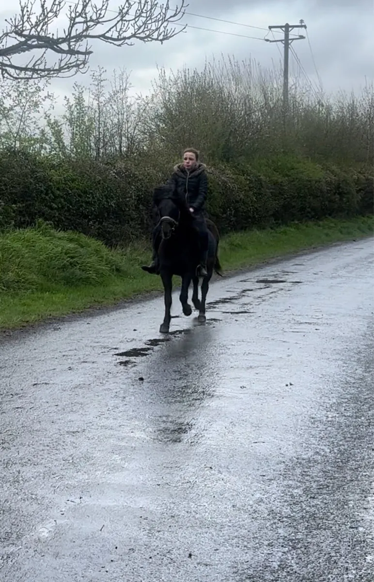 Beginner’s Pony - Image 3