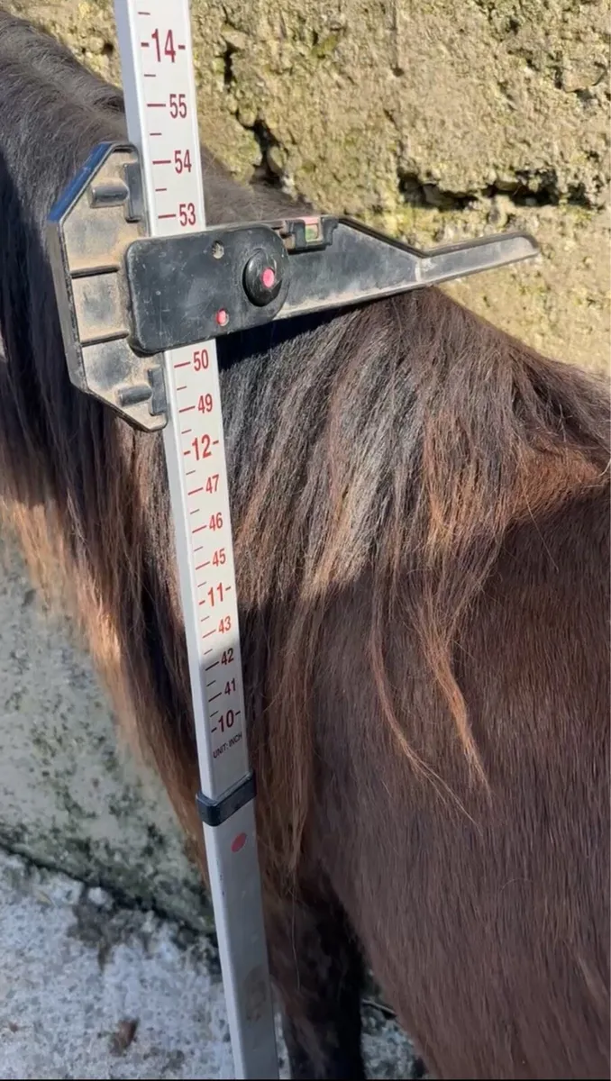 Beginner’s Pony - Image 4