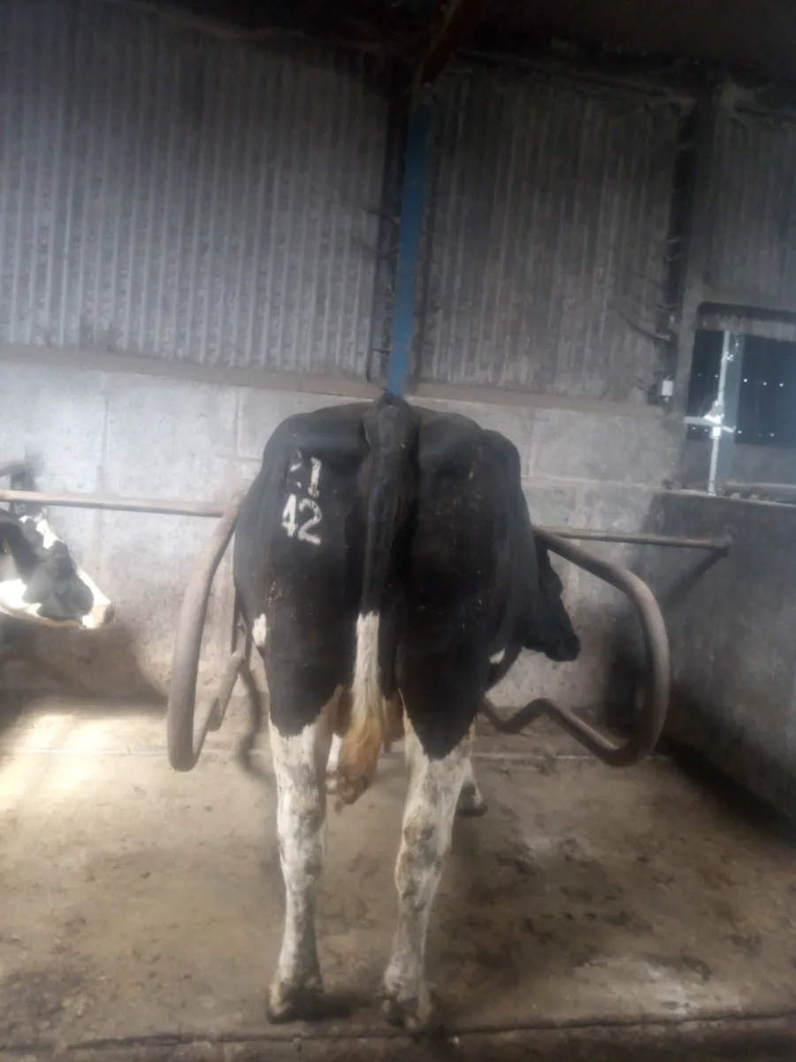 Incalf dairy cows - Image 1