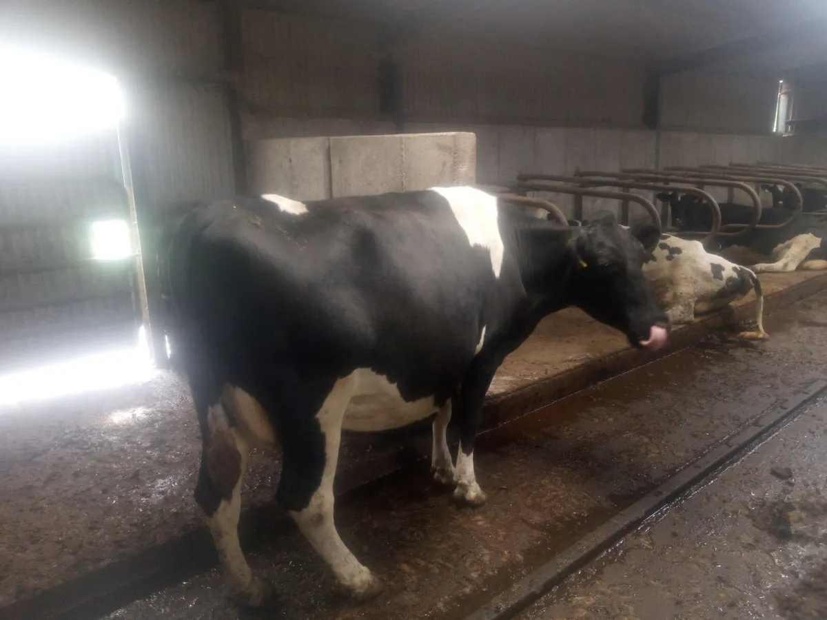 Incalf dairy cows - Image 2