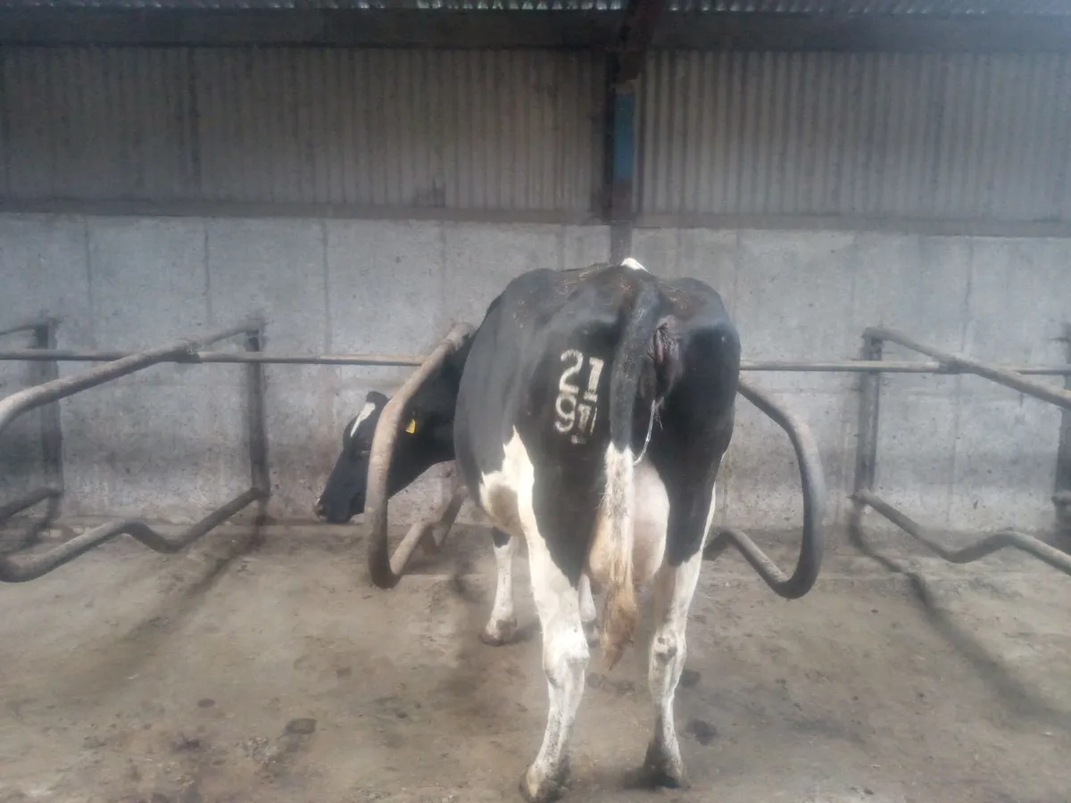 Incalf dairy cows - Image 3