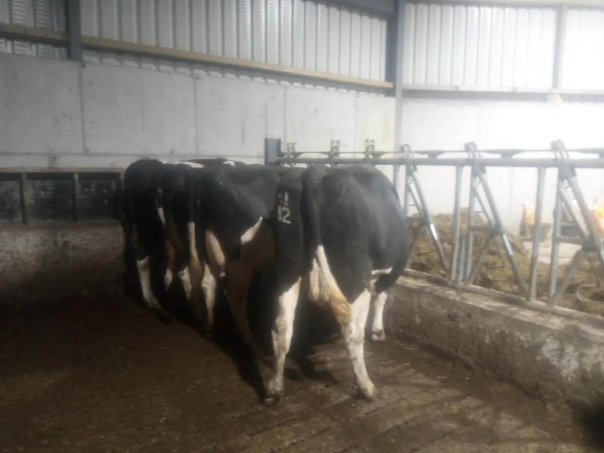 Incalf dairy cows - Image 4