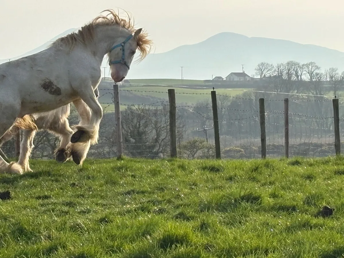 Heavy Cremello Colt - Image 2