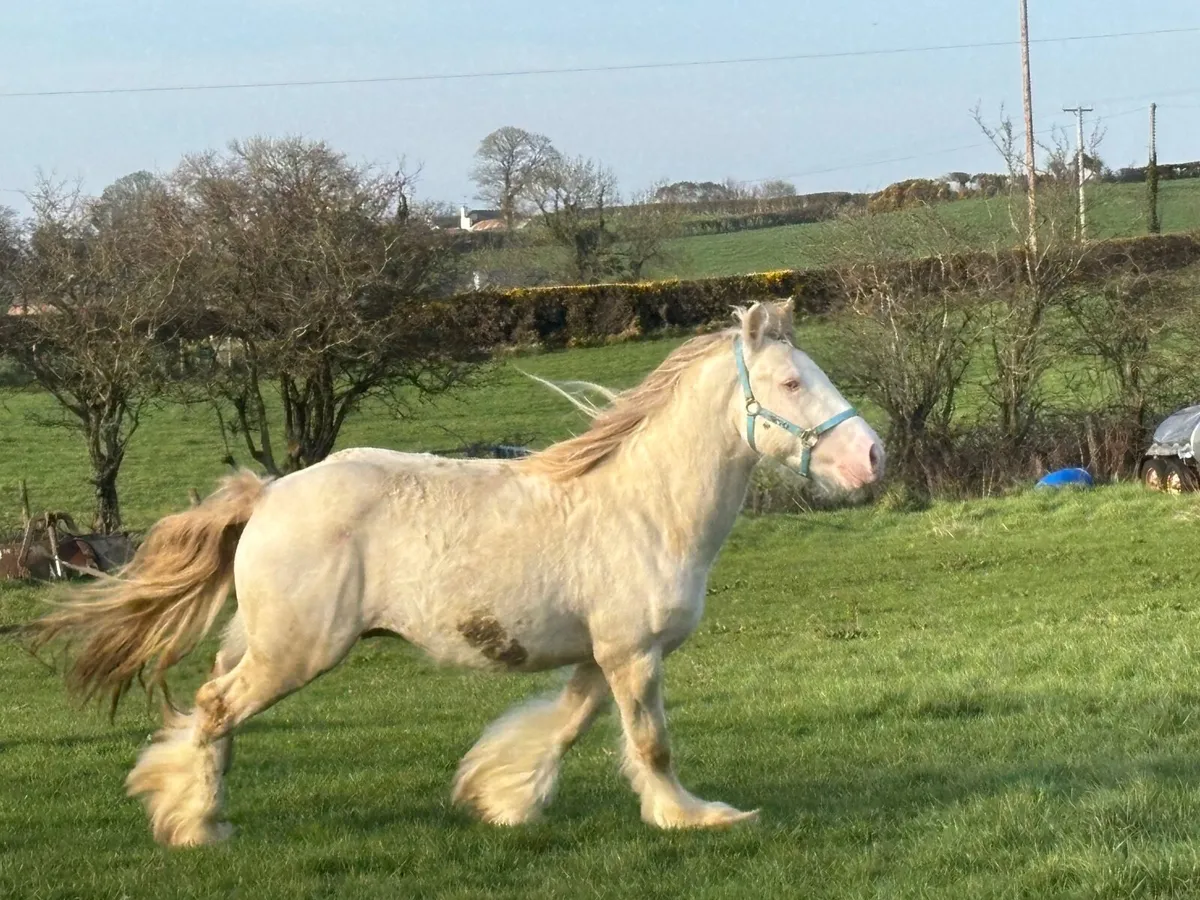 Heavy Cremello Colt - Image 1