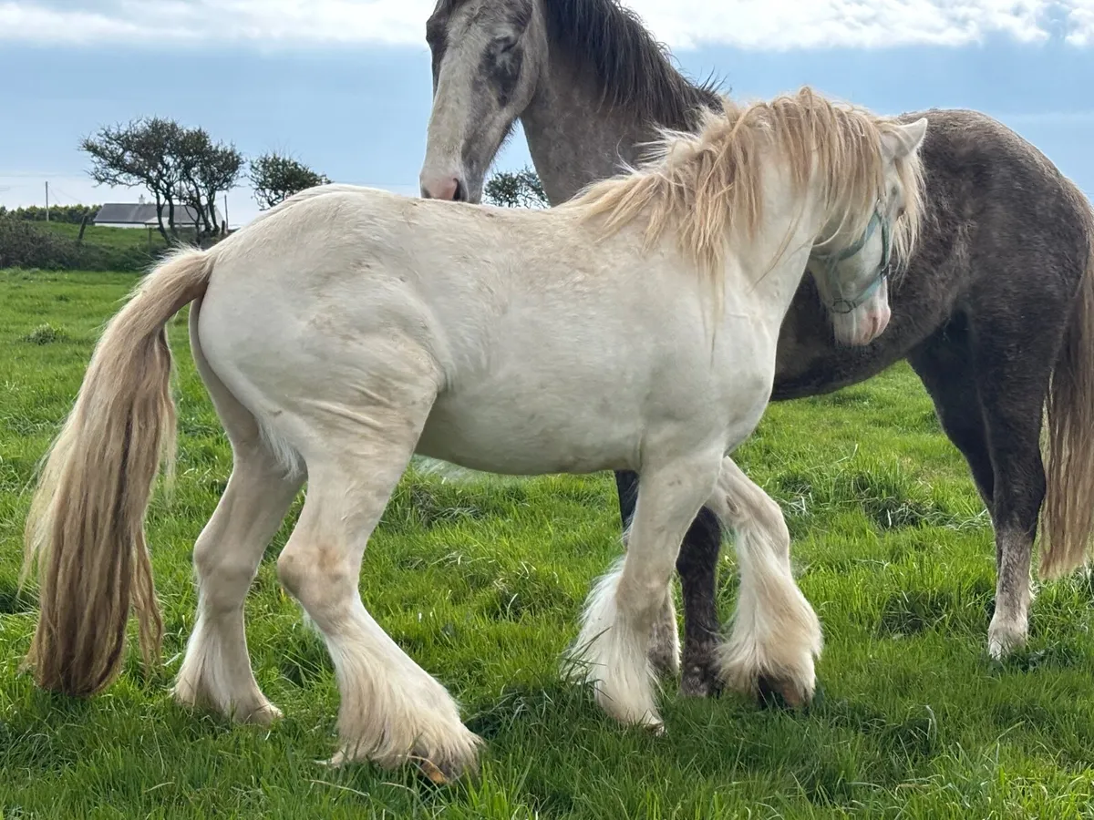 Heavy Cremello Colt - Image 3