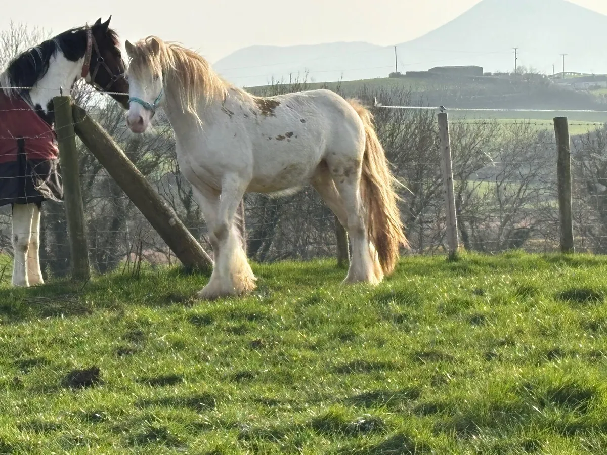 Heavy Cremello Colt - Image 4