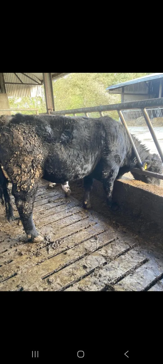 Bulls for sale - Image 1