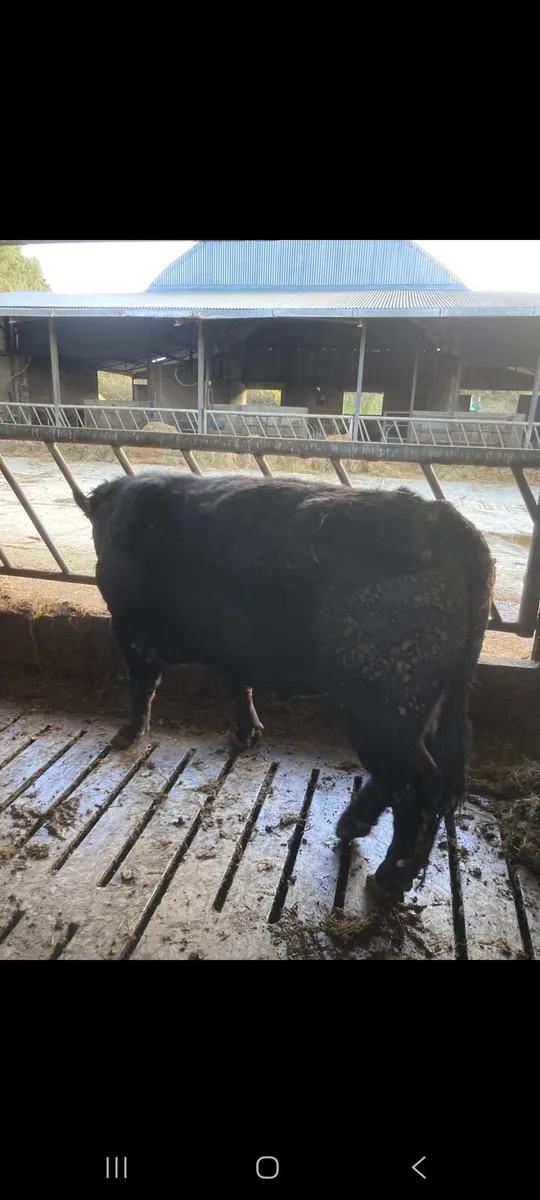 Bulls for sale - Image 2