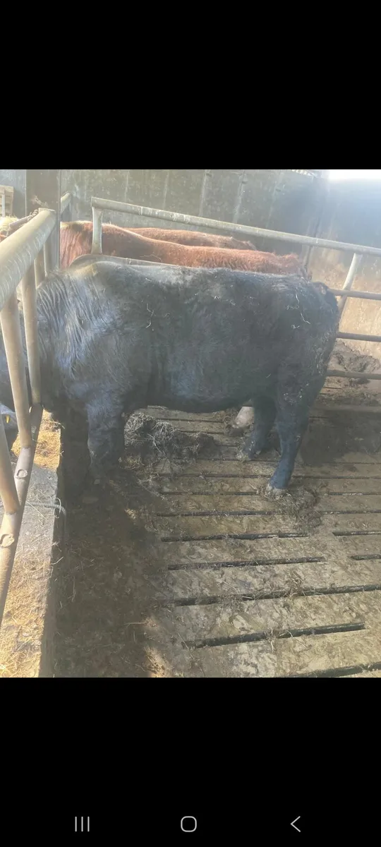 Bulls for sale - Image 3