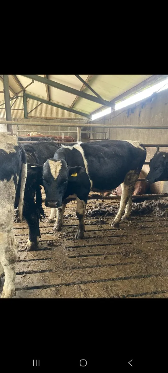 Bulls for sale - Image 4