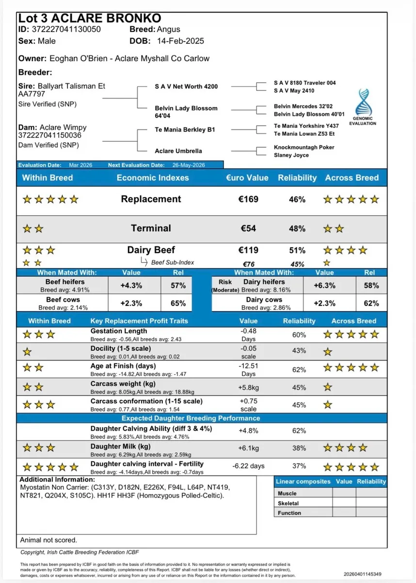 Angus bull - Image 2