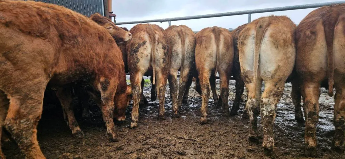 14 Exceptional U Grade Limousin Heifers - Image 1