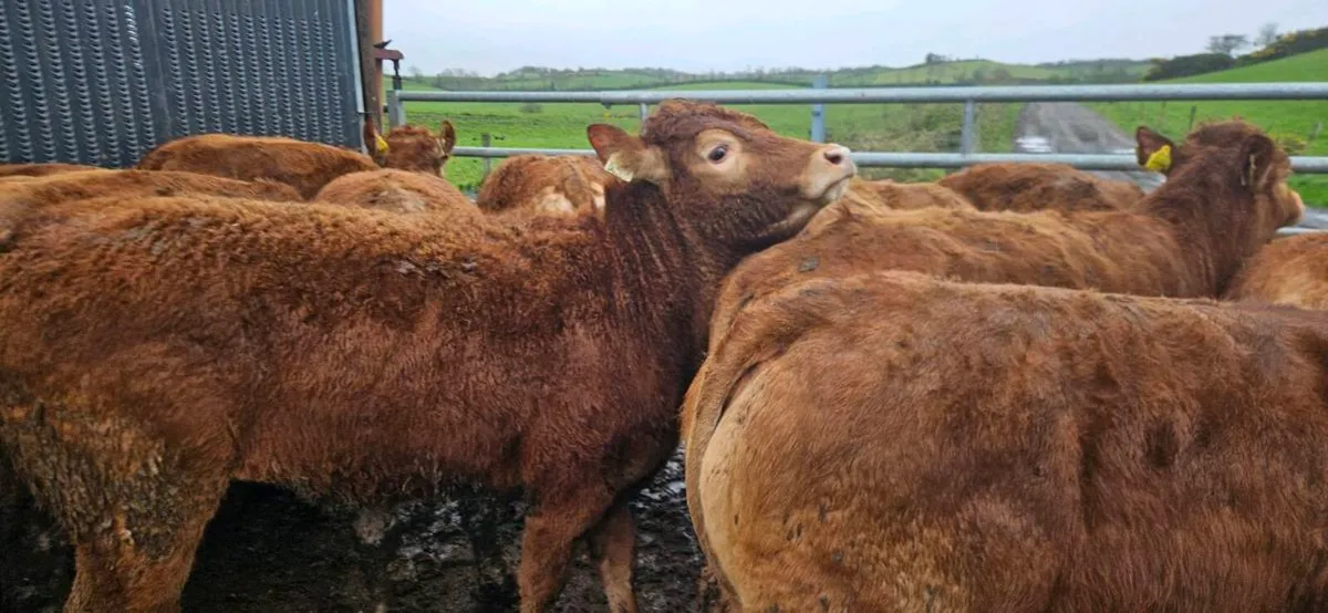 14 Exceptional U Grade Limousin Heifers - Image 4