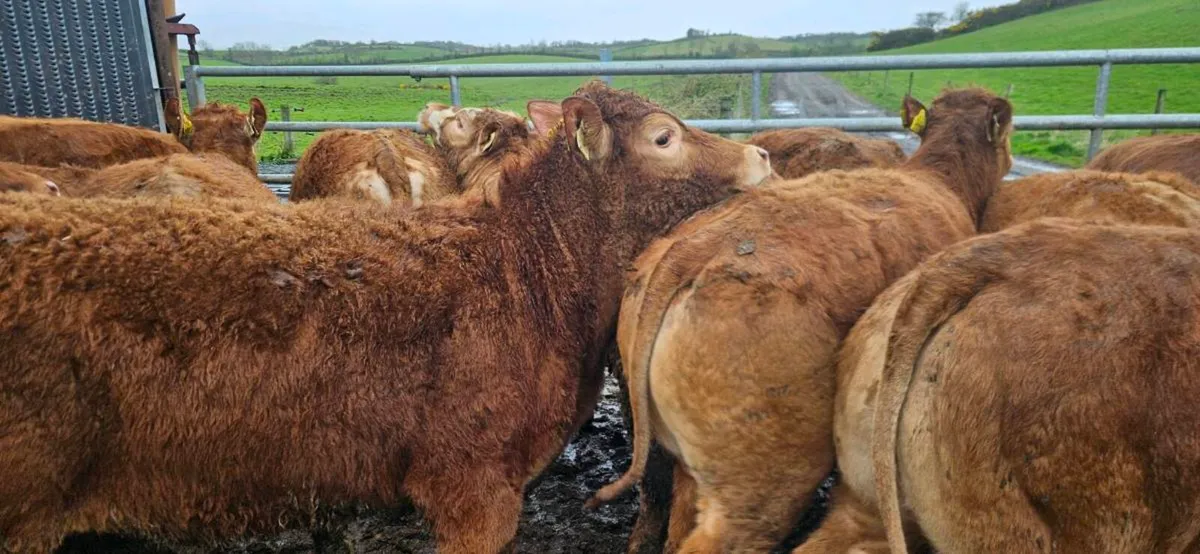 14 Exceptional U Grade Limousin Heifers - Image 3