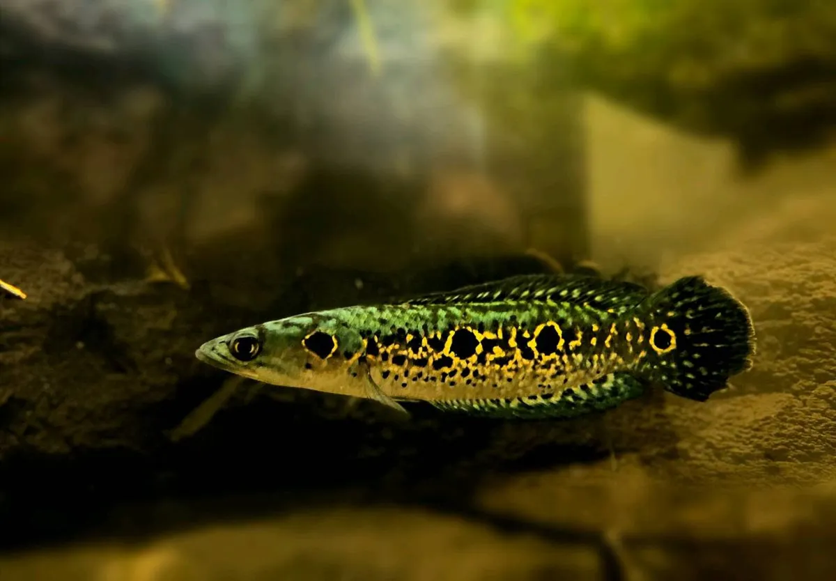 Aquarium fish - Image 1