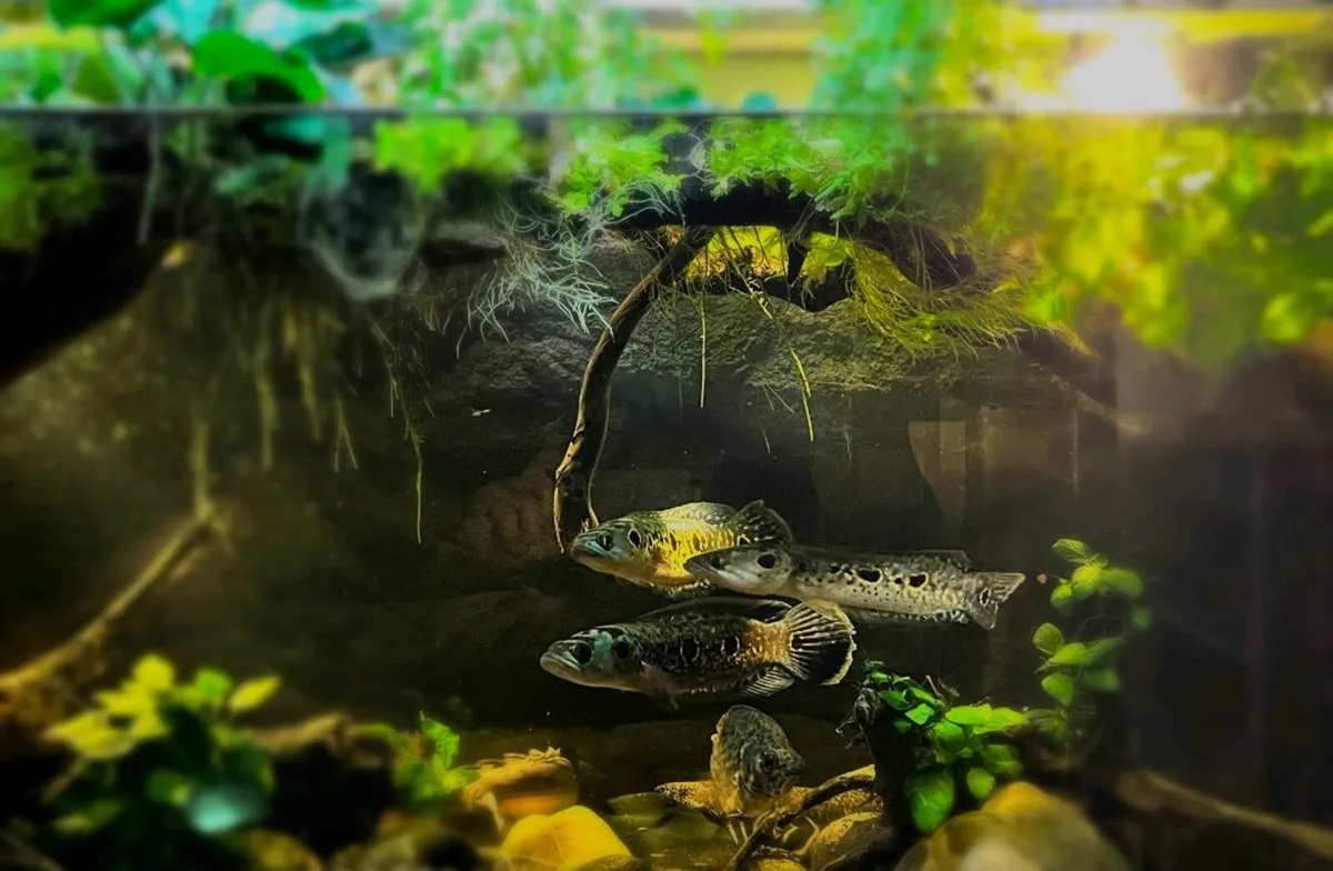 Aquarium fish - Image 2