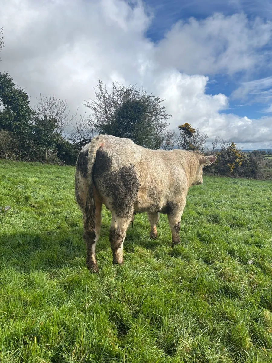 PBR Charolais Bull - Image 1